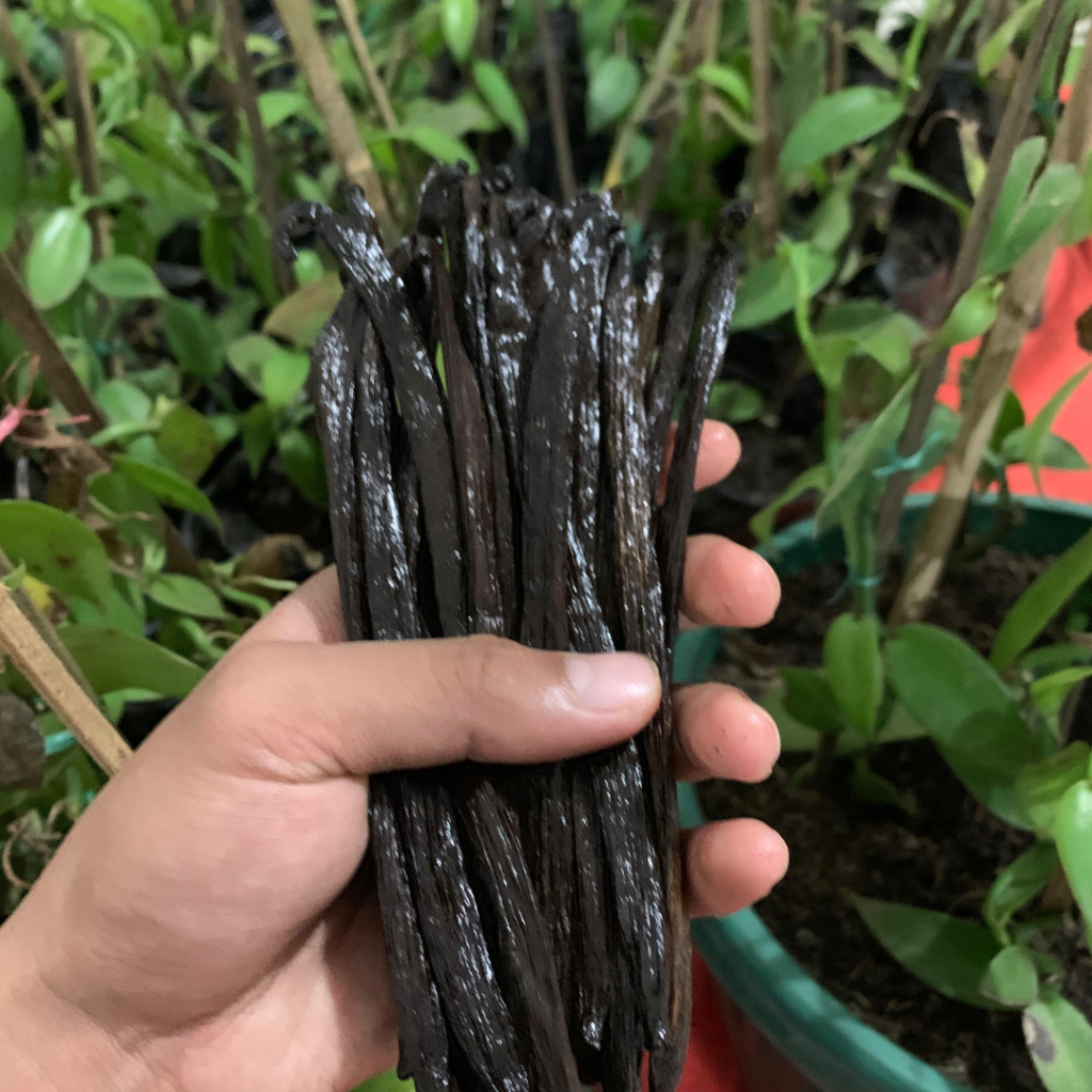 indonesia-vanilla-processing