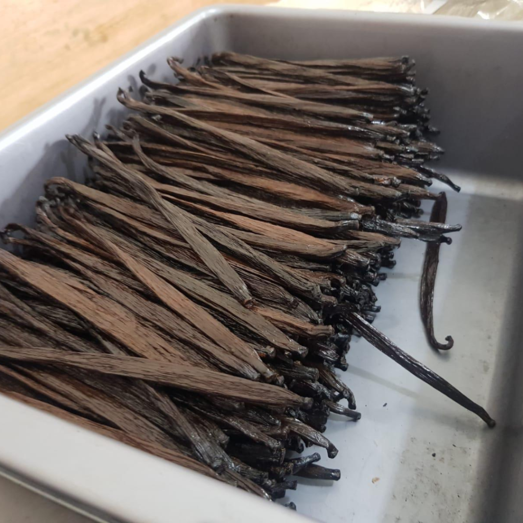 indonesia-vanilla-processing