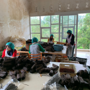 indonesia-vanilla-processing