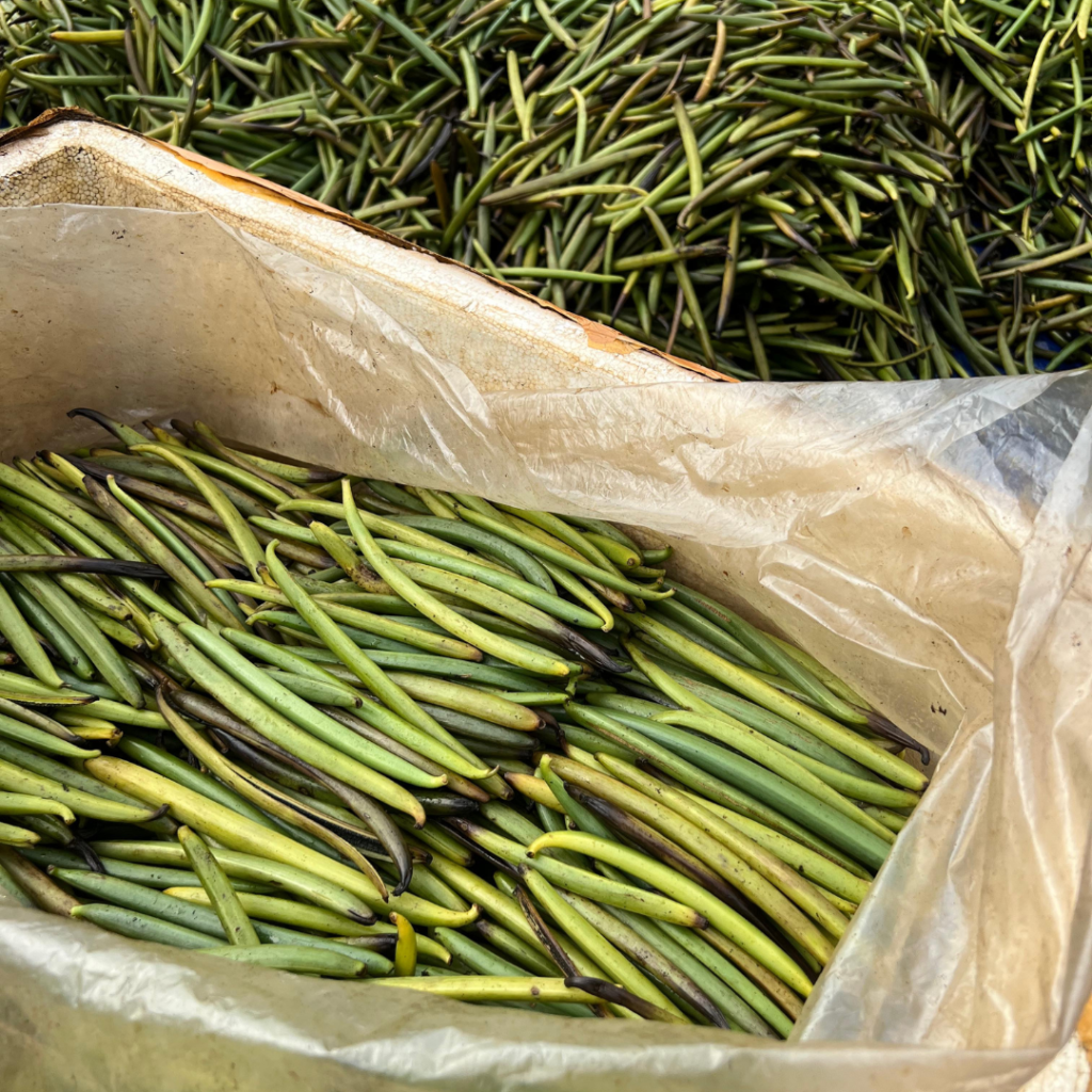indonesia-vanilla-harvesting