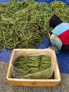 harvesting-vanilla