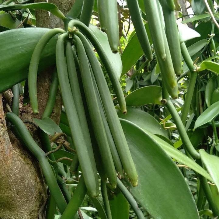 vanilla
