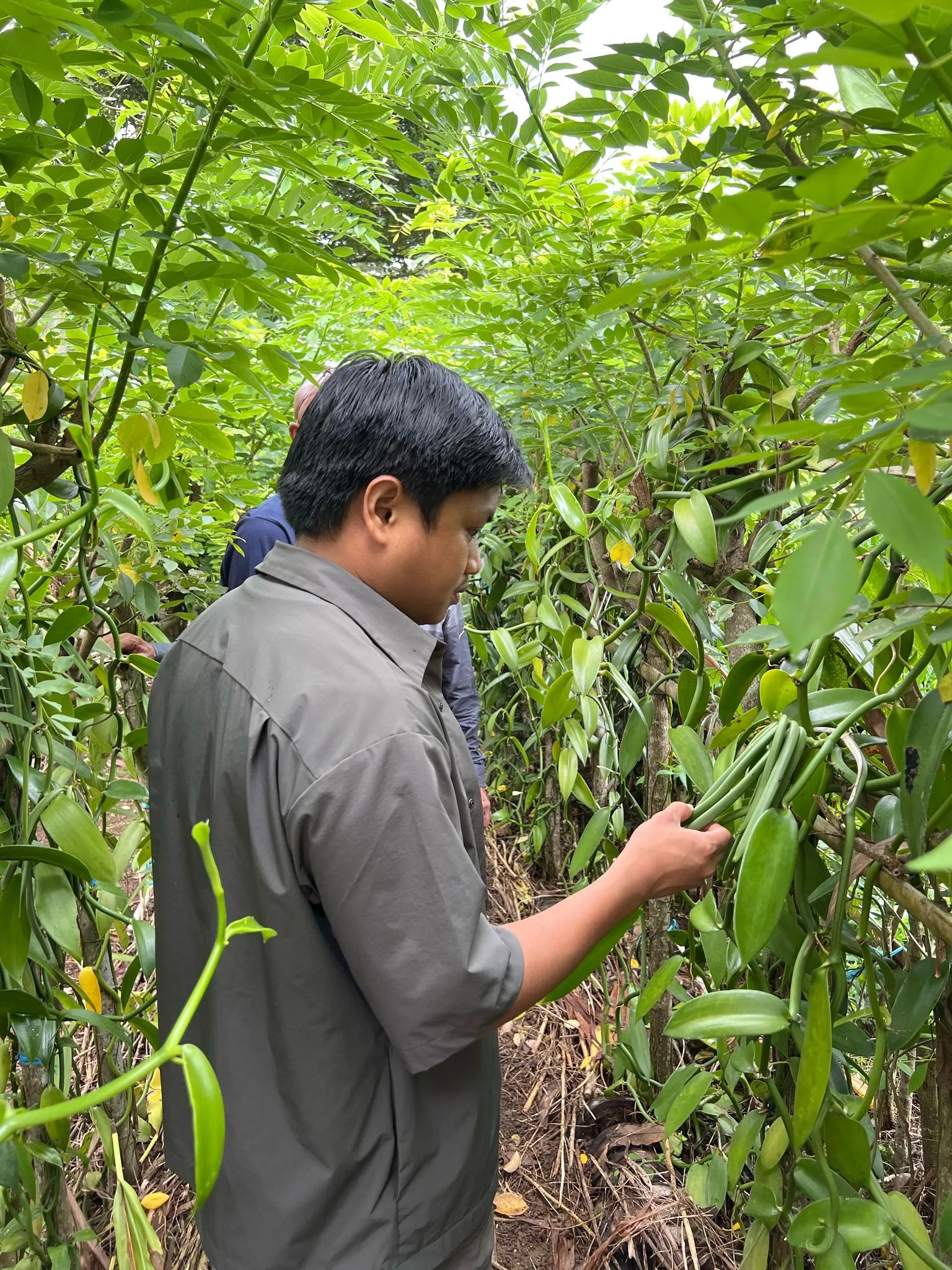The Value of Organic Vanilla from Indonesia lies in its purity