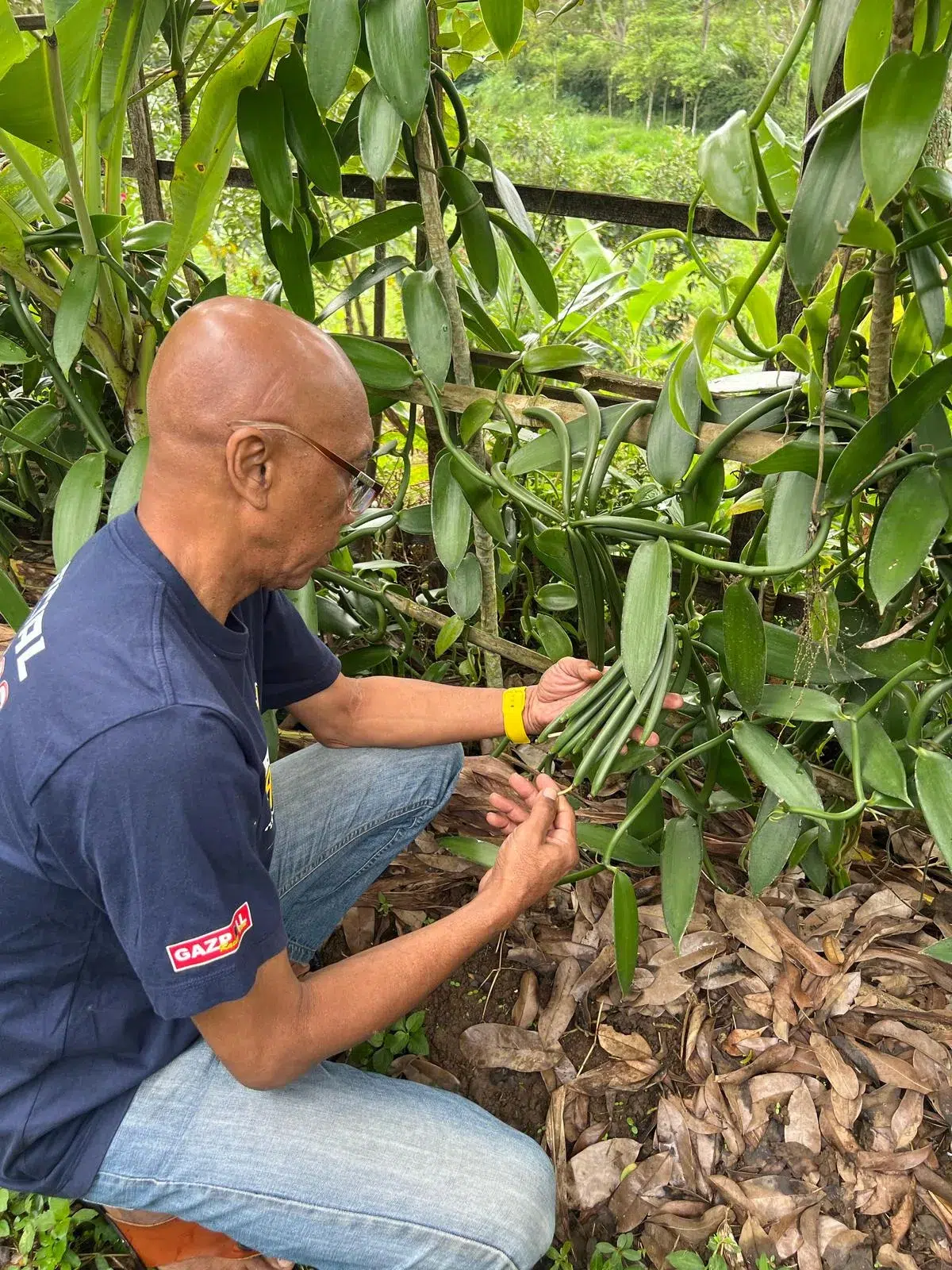 Sustainability and Purity in Every Pod – Organic Vanilla Indonesia