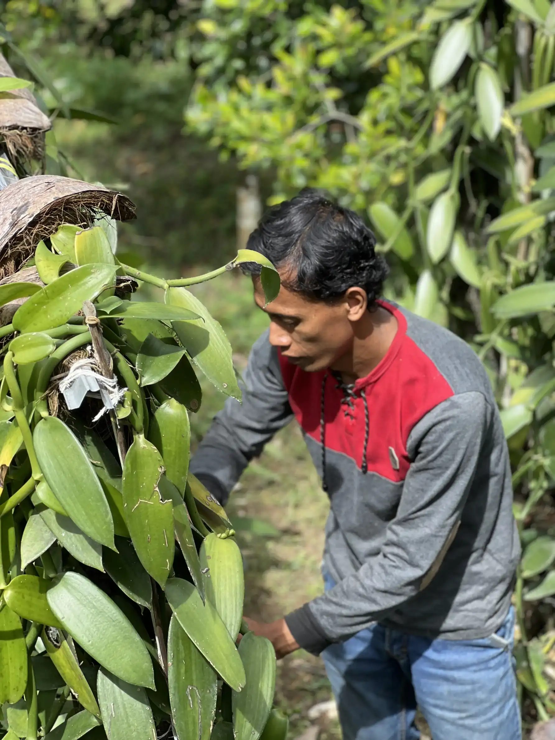 Our Site Visit into the Heart of Vanilla Production in Indonesia
