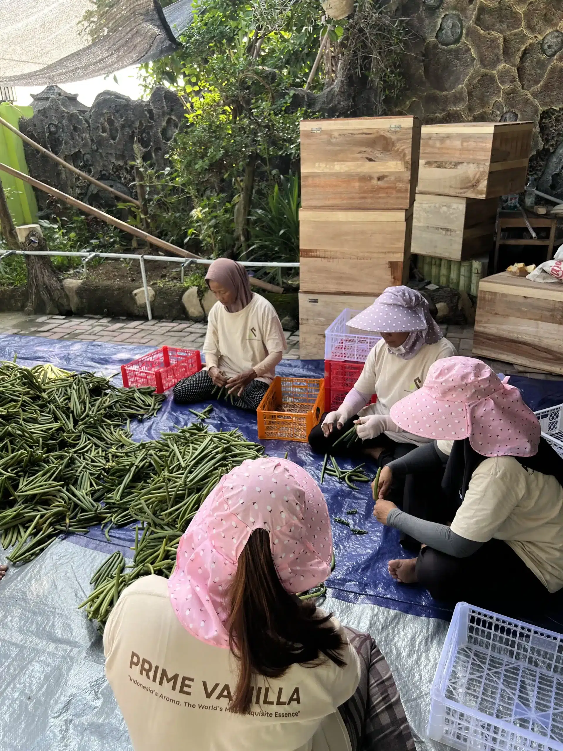 From Farm to Flavor: The Vanilla Indonesia Process Perfected by Prime Vanilla