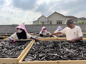 vanilla-dring-process