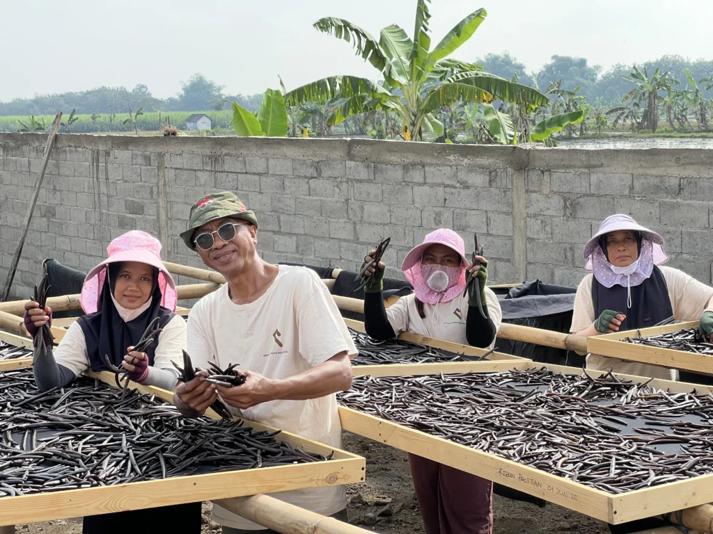 vanilla-indonesia-sundrying