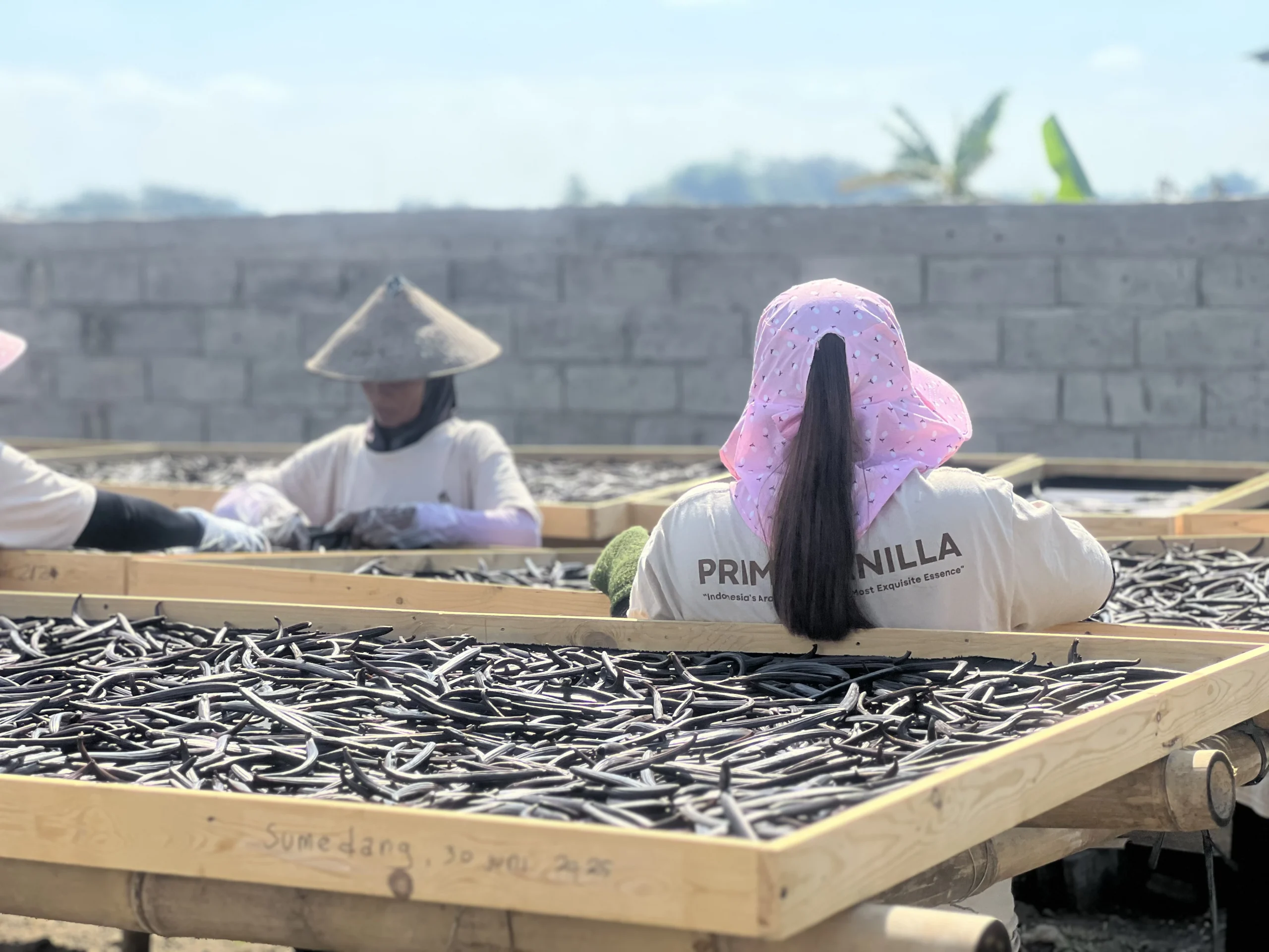 Trusted Vanilla Indonesia Supplier for Global Exporters